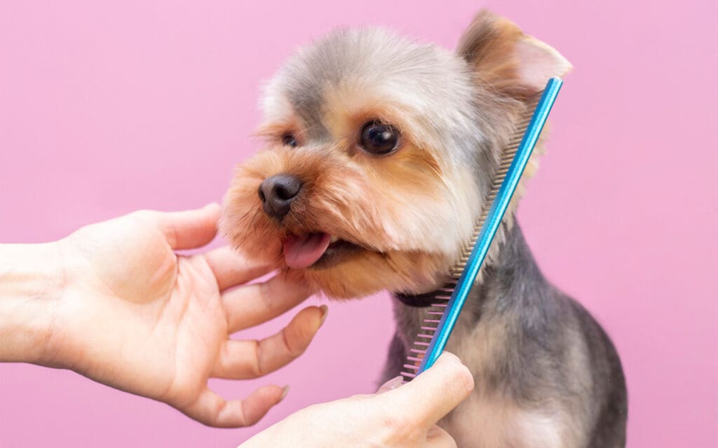 V-AID Business Investment Advises Fetch!! Grooming and Boarding, LLC. on Sale of Fetch!! Grooming and Boarding to Ruff’s Dog Ranch, LLC.